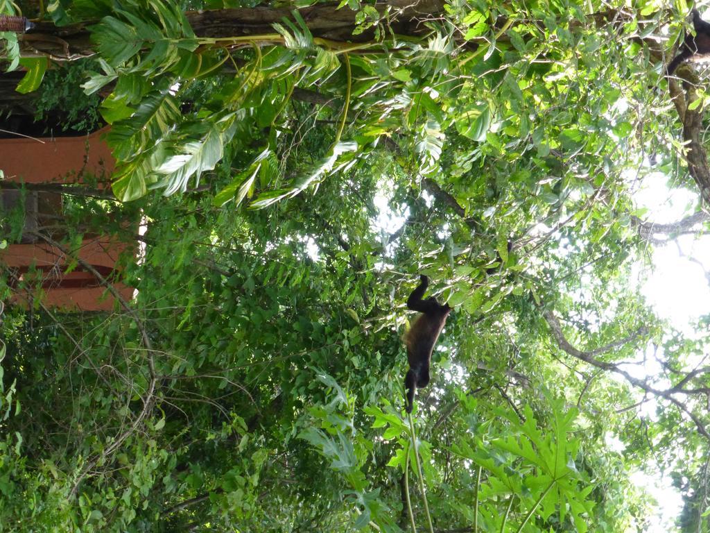 Mundo Milo Eco Lodge Paraíso エクステリア 写真